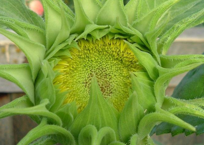 Grüne Sonnenblumen, Sonnenblumensamen