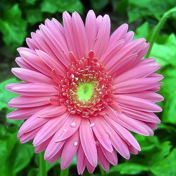 Rosa Gerbera-Blumensamen, Sonnenblumen