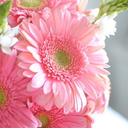 Rosa Gerbera-Blumensamen, Sonnenblumen