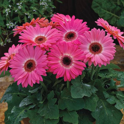 Rosa Gerbera-Blumensamen, Sonnenblumen