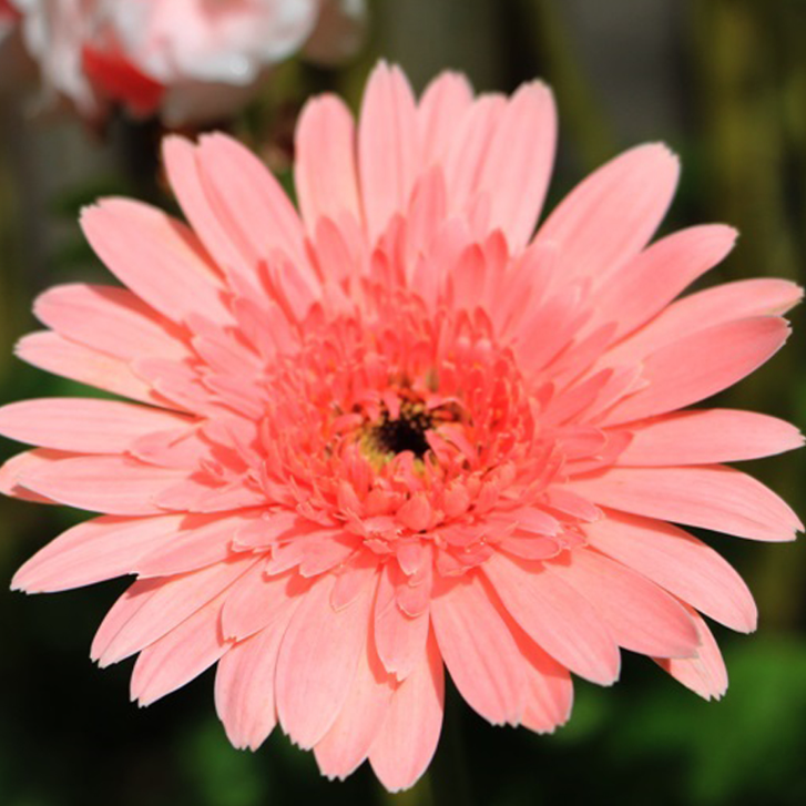 Rosa Gerbera-Blumensamen, Sonnenblumen