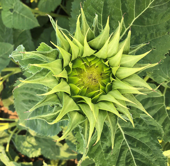 Grüne Sonnenblumen, Sonnenblumensamen