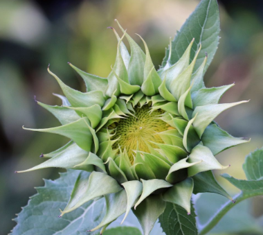 Grüne Sonnenblumen, Sonnenblumensamen