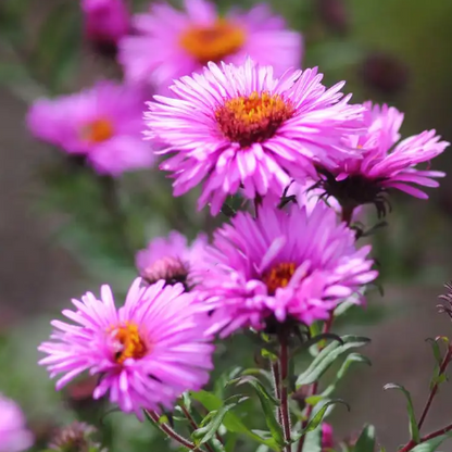 Rosa weiße Aster 50 Samen