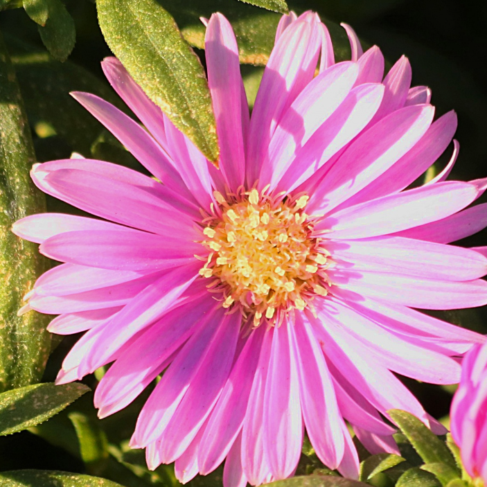 Rosa weiße Aster 50 Samen