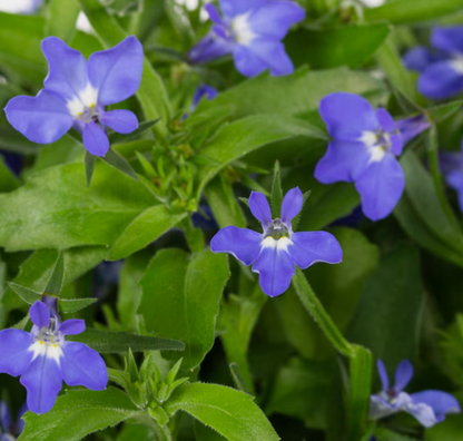 50 Stück Lobelia Blumensamen