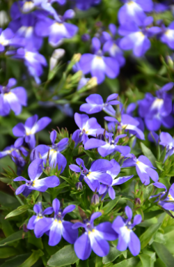 50 Stück Lobelia Blumensamen