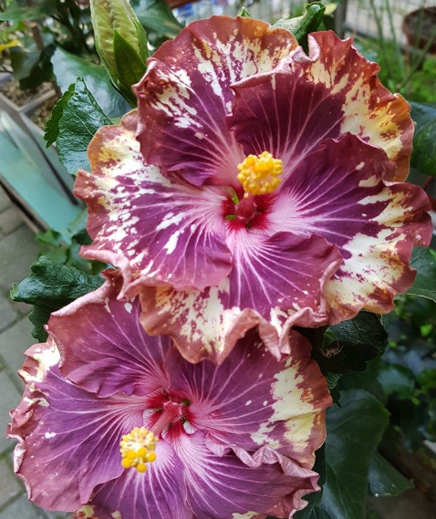 Gigantische Ombre-Hibiskus Exotische Korallenblumensamen