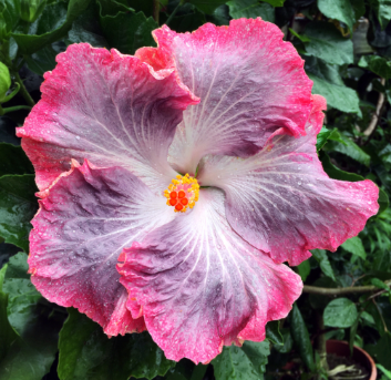 Gigantische Ombre-Hibiskus Exotische Korallenblumensamen