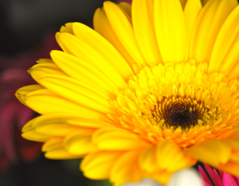 Gelbe Gerbera-Blumensamen