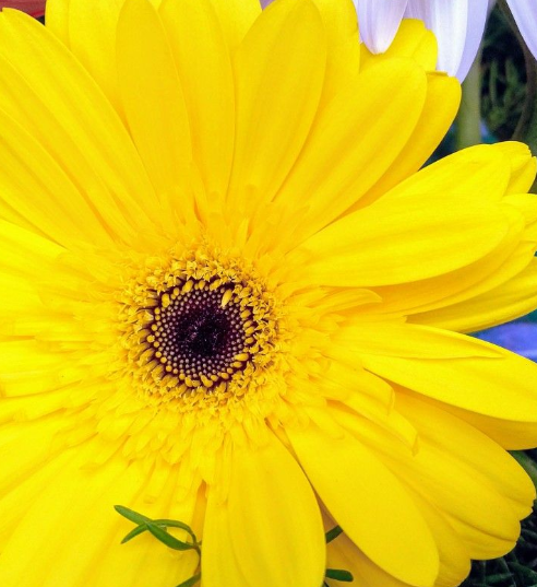 Gelbe Gerbera-Blumensamen