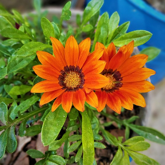 Gazania Rigens Schatz Sonnenblumensamen