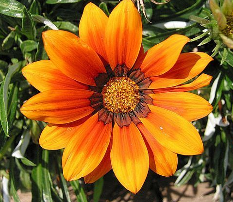 Gazania Rigens Schatz Sonnenblumensamen