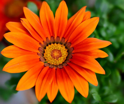 Gazania Rigens Schatz Sonnenblumensamen