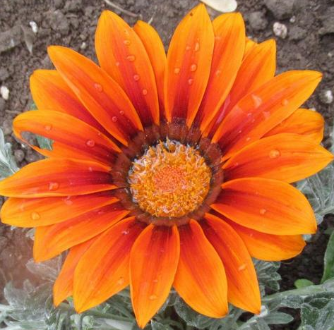 Gazania Rigens Schatz Sonnenblumensamen