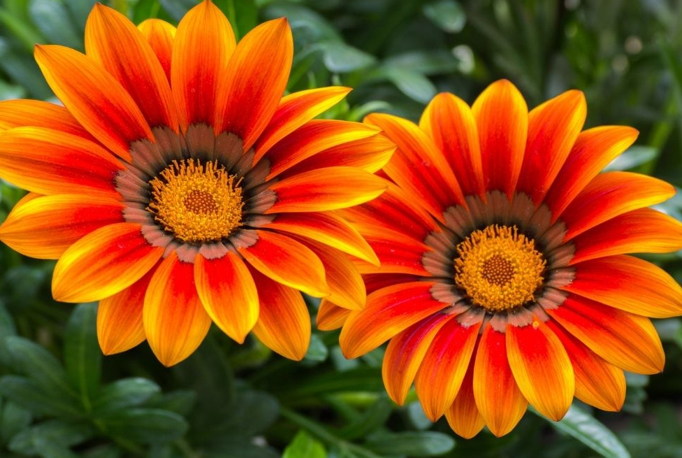 Gazania Rigens Schatz Sonnenblumensamen