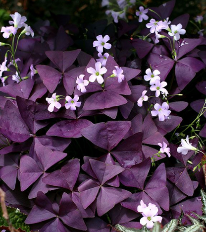 10 Stück Blumenzwiebeln Sauerteig Kuckuck Klee Sauerklee Flechte Garten