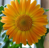 Goldgelbe Gerbera-Blumensamen, Sonnenblumensamen