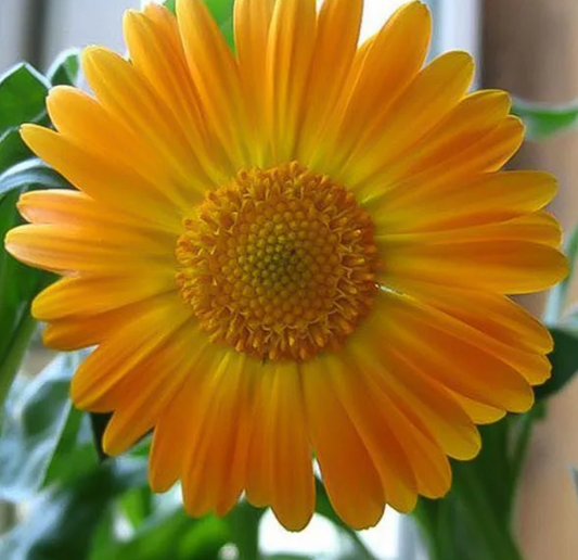 Goldgelbe Gerbera-Blumensamen, Sonnenblumensamen