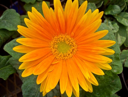 Goldgelbe Gerbera-Blumensamen, Sonnenblumensamen