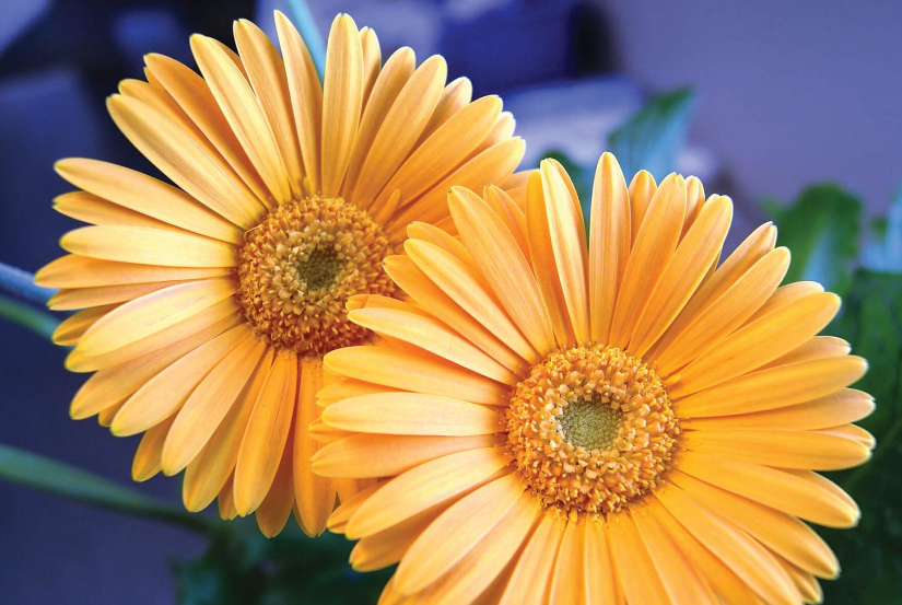 Goldgelbe Gerbera-Blumensamen, Sonnenblumensamen