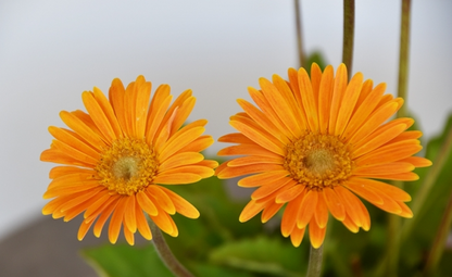 Goldgelbe Gerbera-Blumensamen, Sonnenblumensamen