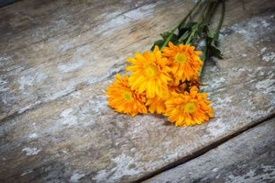 Goldgelbe Gerbera-Blumensamen, Sonnenblumensamen