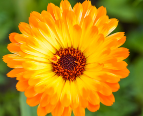 Goldgelbe Gerbera-Blumensamen, Sonnenblumensamen