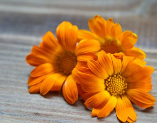 Goldgelbe Gerbera-Blumensamen, Sonnenblumensamen