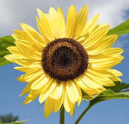 Mehrblütige Sonnenblumensamen