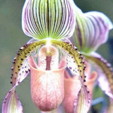 Sementes de Orquídea - Sementes de Flores de Orquídea para Jardim Doméstico