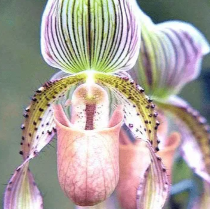 Sementes de Orquídea - Sementes de Flores de Orquídea para Jardim Doméstico