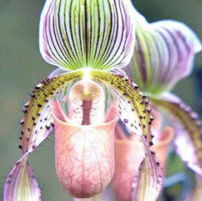 Sementes de Orquídea - Sementes de Flores de Orquídea para Jardim Doméstico