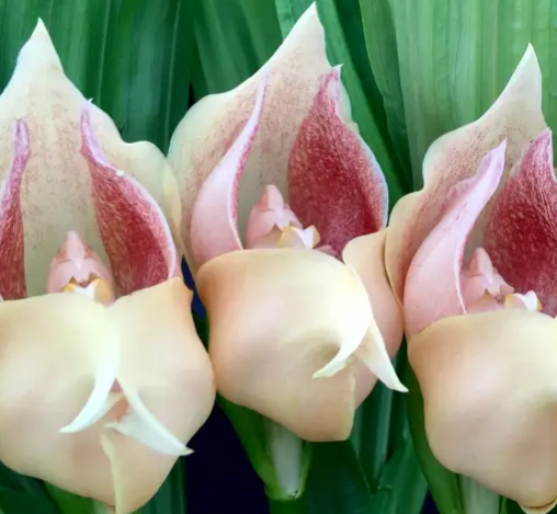 Sementes de Orquídea - Sementes de Flores de Orquídea para Jardim Doméstico