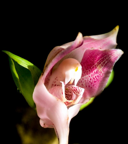 Sementes de Orquídea - Sementes de Flores de Orquídea para Jardim Doméstico