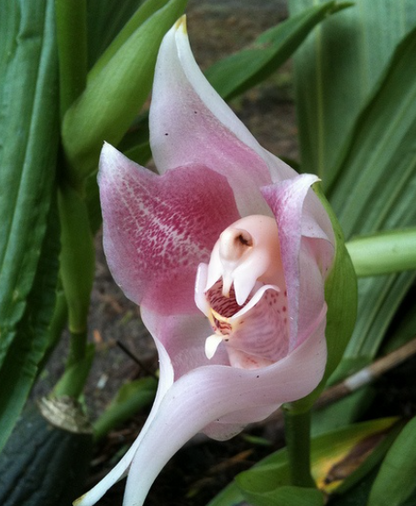 Sementes de Orquídea - Sementes de Flores de Orquídea para Jardim Doméstico