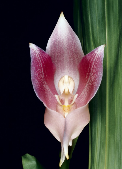 Sementes de Orquídea - Sementes de Flores de Orquídea para Jardim Doméstico