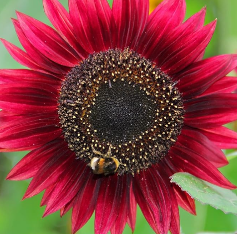 Rote Welle Hybrid-Sonnenblumensamen