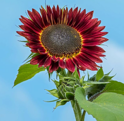 Rote Welle Hybrid-Sonnenblumensamen