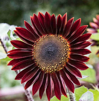 Rote Welle Hybrid-Sonnenblumensamen