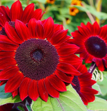 Rote Welle Hybrid-Sonnenblumensamen