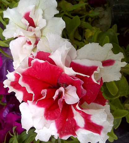 Cascade Petunia - Rote Pirouette