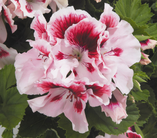 Cascade Petunia - Rote Pirouette