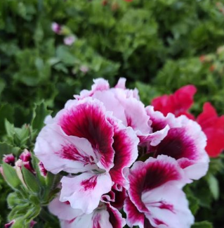 Cascade Petunia - Rote Pirouette