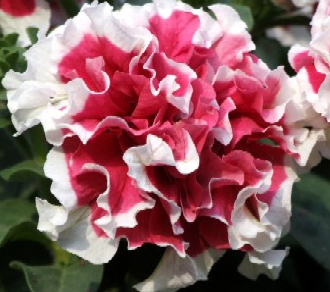 Cascade Petunia - Rote Pirouette