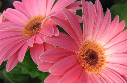 Pfirsichrosa Gerbera Blumensamen, Sonnenblume