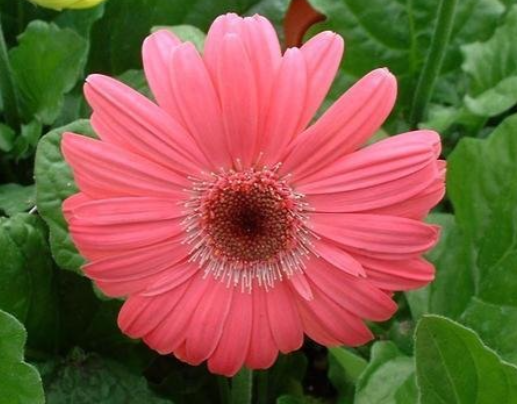 Pfirsichrosa Gerbera Blumensamen, Sonnenblume