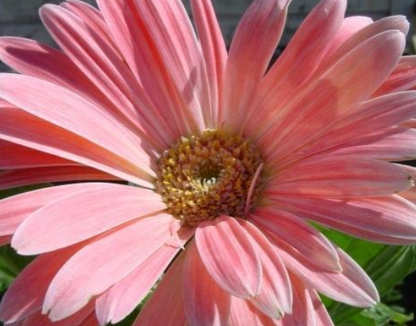 Pfirsichrosa Gerbera Blumensamen, Sonnenblume