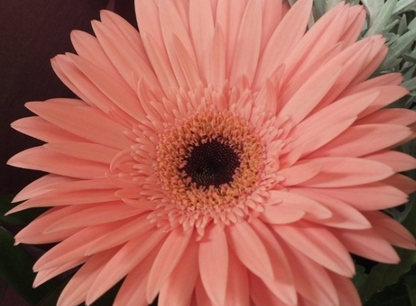 Pfirsichrosa Gerbera Blumensamen, Sonnenblume