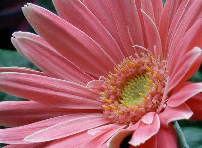 Pfirsichrosa Gerbera Blumensamen, Sonnenblume